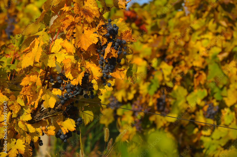 Bunch of red grapes on the vine bush at the vineyard plantation during sunset, close up view. Bunch of red grapes on the vine bush at the vineyard plantation during sunset, close up view.