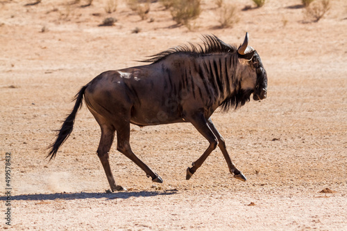 Blue wildebeest running in the sand Kgalagadi transfrontier park, South Africa ; Specie Connochaetes taurinus family of Bovidae