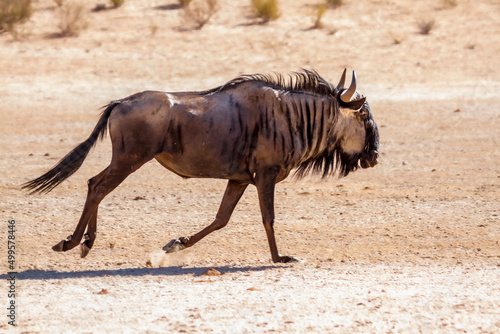 Blue wildebeest running in the sand Kgalagadi transfrontier park  South Africa   Specie Connochaetes taurinus family of Bovidae