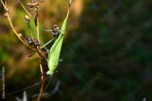 A large green grasshopper sits on a stalk of grass.