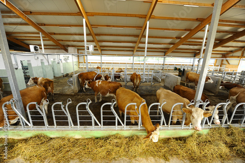 Organic raised cows while eating hay. Organic cow farm. day photo indoors.