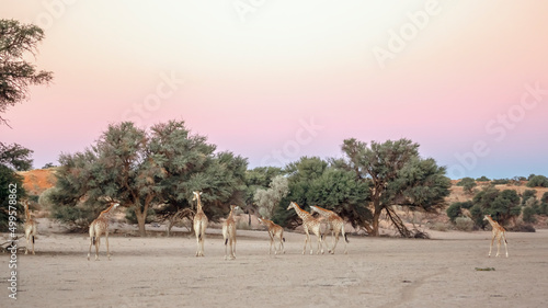 Small group of Giraffes in dry land scenery in Kgalagadi transfrontier park, South Africa ; Specie Giraffa camelopardalis family of Giraffidae
