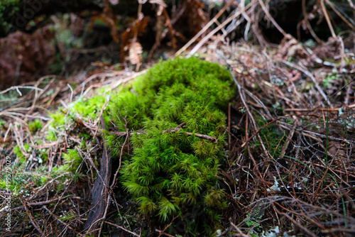 green moss background texture beautiful in nature