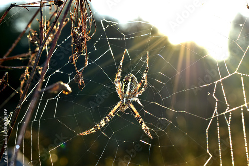 Fotografia The wasp spider sits on a web under the rays of the sun.