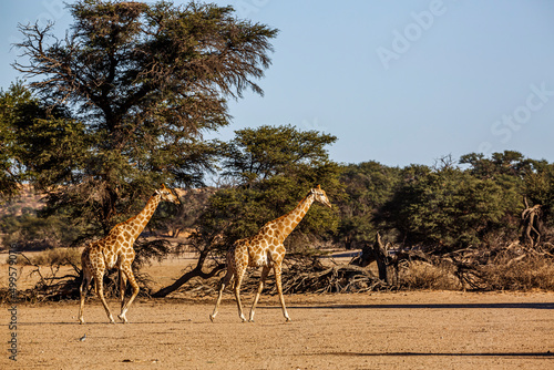 Two Giraffes walking in dry land scenery in Kgalagadi transfrontier park  South Africa   Specie Giraffa camelopardalis family of Giraffidae