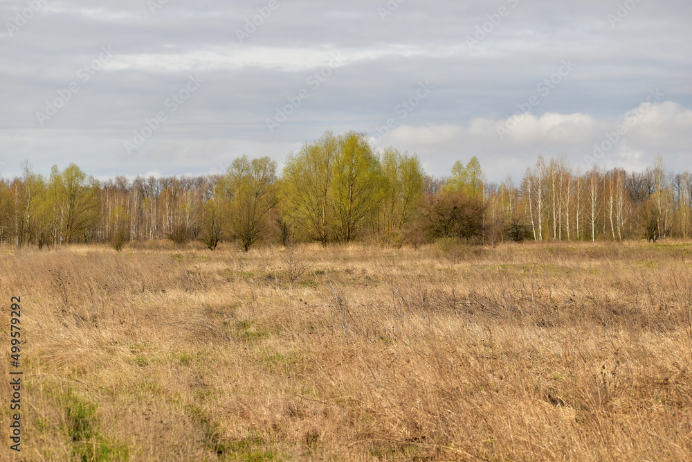 Field with yellow grass and trees. Field with yellow grass and trees.