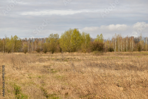Field with yellow grass and trees.