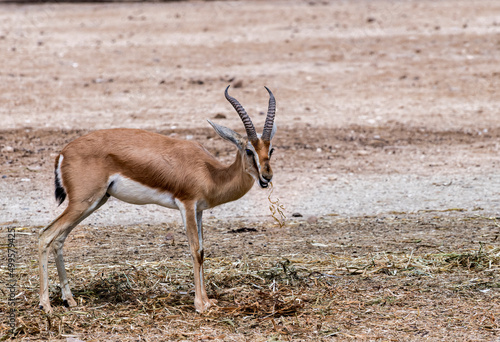 Dorcas gazelle (Gazella dorcas) inhabits nature desert reserves in the Middle East. Expanding human civilization is a major threat to populations of this species
