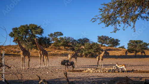 Small group of Giraffes at waterhole in Kgalagadi transfrontier park, South Africa ; Specie Giraffa camelopardalis family of Giraffidae