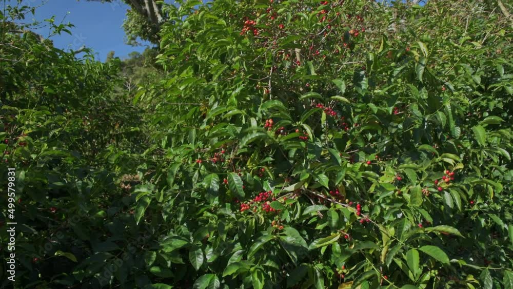 Close up arabica coffee tree with green and red cherries on branch, Chiriqui Highlands, Panama, Central America Close up arabica coffee tree with green and red cherries on branch, Chiriqui Highlands, Panama, Central America
