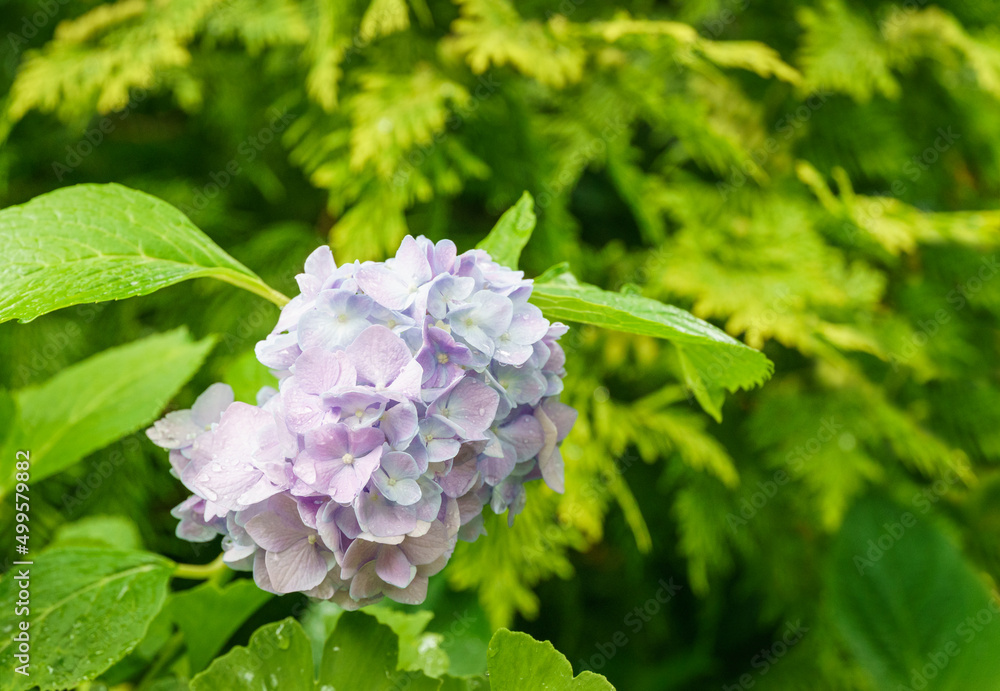 Close-up of pink flowers hydrangea macrophylla after rain against evergreen background. Elegant summer flower landscape, fresh wallpaper and nature background concept. Selective focus Close-up of pink flowers hydrangea macrophylla after rain against evergreen background. Elegant summer flower landscape, fresh wallpaper and nature background concept. Selective focus