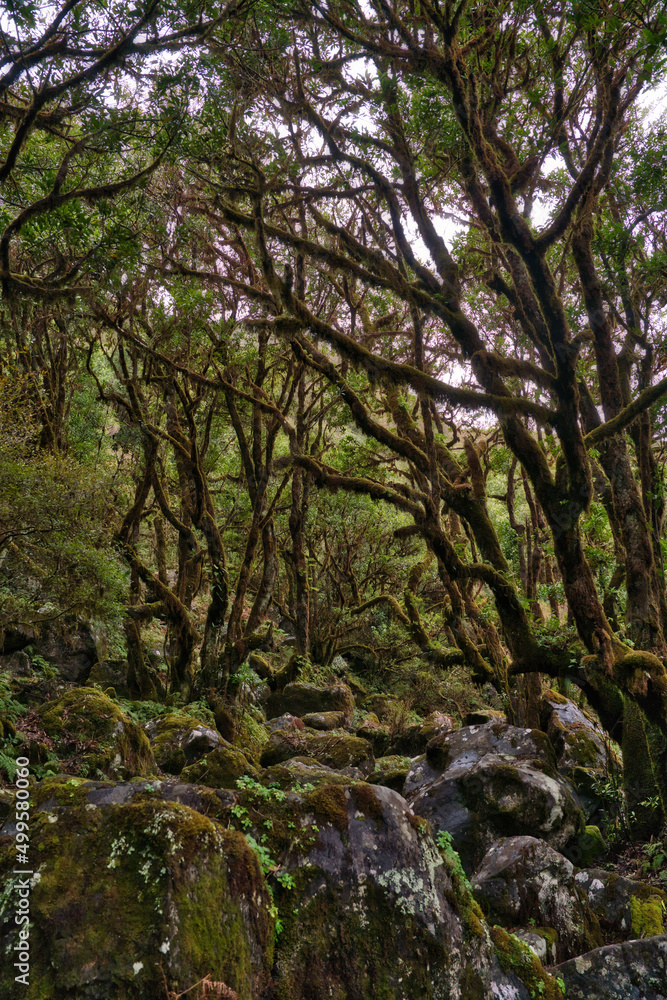 Beautiful green nature view of the UNESCO Laurissilva forest Laurel forest in the mountains of Madeira in spring