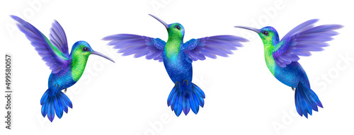 Fotografie, Obraz Hummingbird Realistic Set