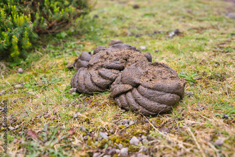 Enormous cow pie in green spring grass at Fanal, Madeira Island, Portugal