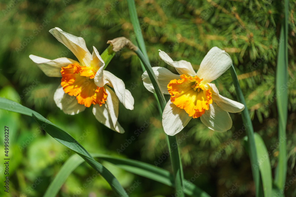 Fototapeta premium Close-up of beautiful white narcissus flower in spring garden. Big white daffodils or jonquils on green blurred background. Springtime landscape, fresh wallpaper, nature concept.
