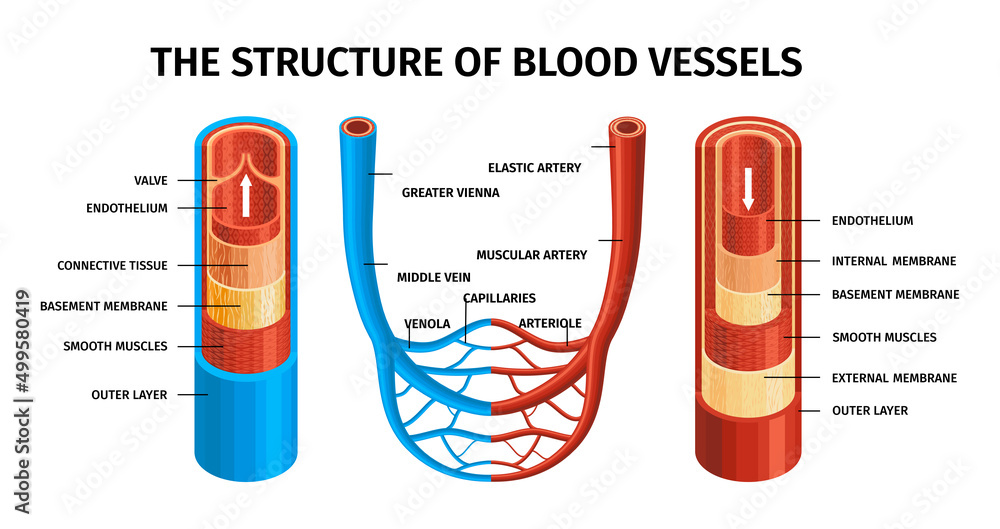 Realistic Blood Vessels Artery And Vein Composition Stock Vector ...