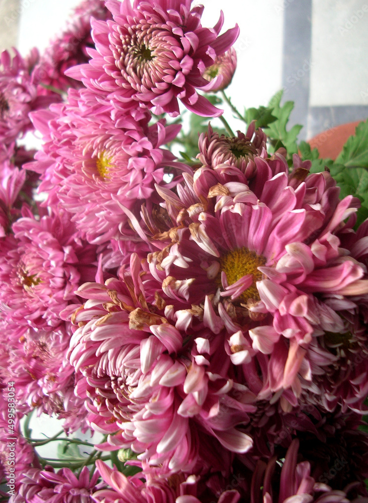 Obraz premium Mum Grape Queen (Mum, Football Style Chrysanthemum) fully bloom at garden in Gangtok, Sikkim. Around 4000 variety species of flowers are found in Eastern Himalayas including Sikkim during spring.