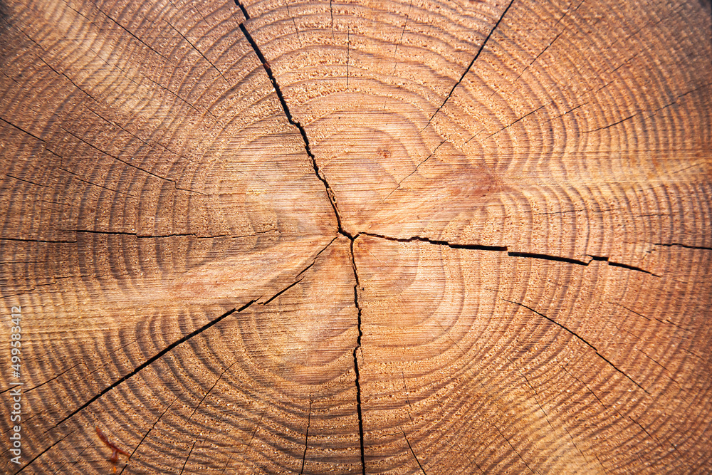 Fototapeta premium The texture of the cut tree, with growth rings. Cross cut of a tree, close-up.