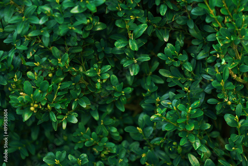 Abstract background of boxwood leaves for the design of wallpapers, banners, covers