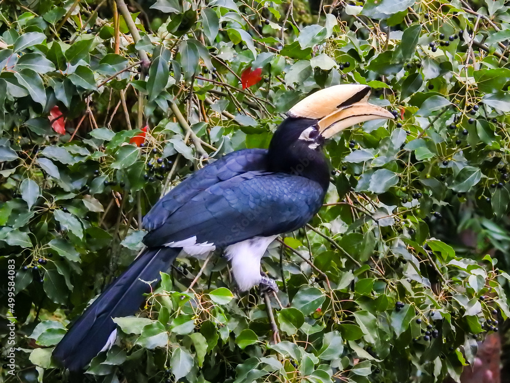 A close-up shot of oriental pied hornbill, Anthracoceros albirostris, in the forest eating seed off the trees.Two other common names for this species are Sunda pied and Malaysian pied hornbill. - obrazy, fototapety, plakaty 