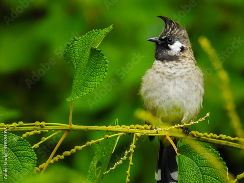 A close up shot of a yellow vented bulbul, (Pycnonotus goiavier), sitting on a branch in the forest. photo