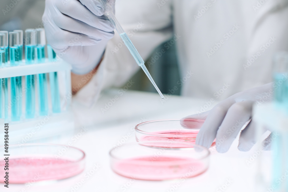 Gloved hands of modern scientist adding drop of liquid from flask in petri dish containing pink substance from plastic pipette in laboratory - obrazy, fototapety, plakaty 