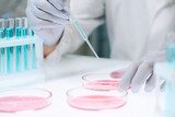 Gloved hands of modern scientist adding drop of liquid from flask in petri dish containing pink substance from plastic pipette in laboratory