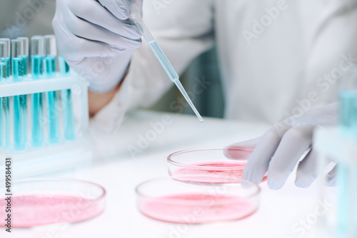 Gloved hands of modern scientist adding drop of liquid from flask in petri dish containing pink substance from plastic pipette in laboratory photo