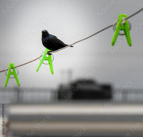 The purple martin (Progne subis) sitting on a cloth wire on the roof. The purple martin (Progne subis) is a passerine bird in the swallow family Hirundinidae. photo