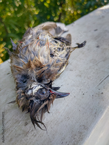 A dead bulbul bird (Pycnonotus goiavier). © Rupendra143