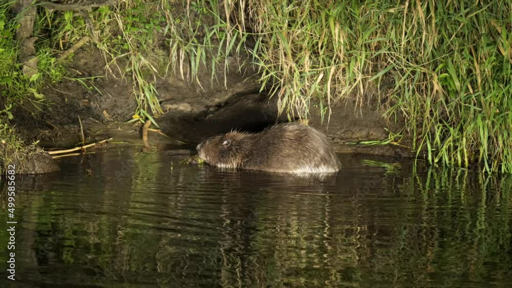 European beaver biting branch in water eating bark, Biebrza National Park Poland European beaver biting branch in water eating bark, Biebrza National Park Poland