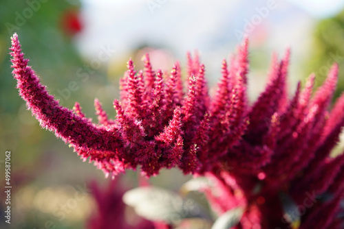 Pink blooming plant outside in a garden