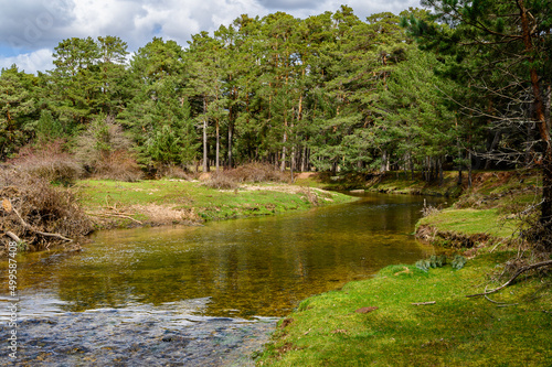 landscape of the passage of a river, of clean, crystalline, transparent waters, between a pine forest, on the sides the banks full of fresh spring green grass