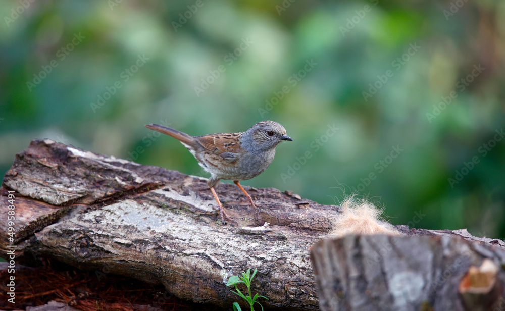 Dunnock perched up in the garden