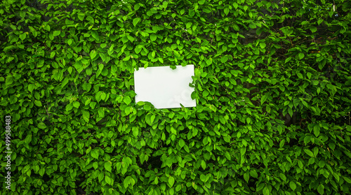 Weisses Blatt Papier vor Grünen Blättern
