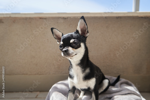 chihuahua negro y blanco