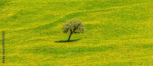 Blühender Apfelbaum in einer Frühlingswiese