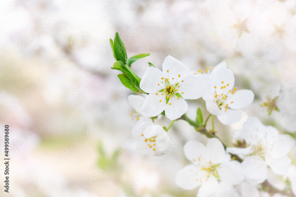 Blossom spring flowers of fruit tree with blurred background. White petals and green leaves closeup.