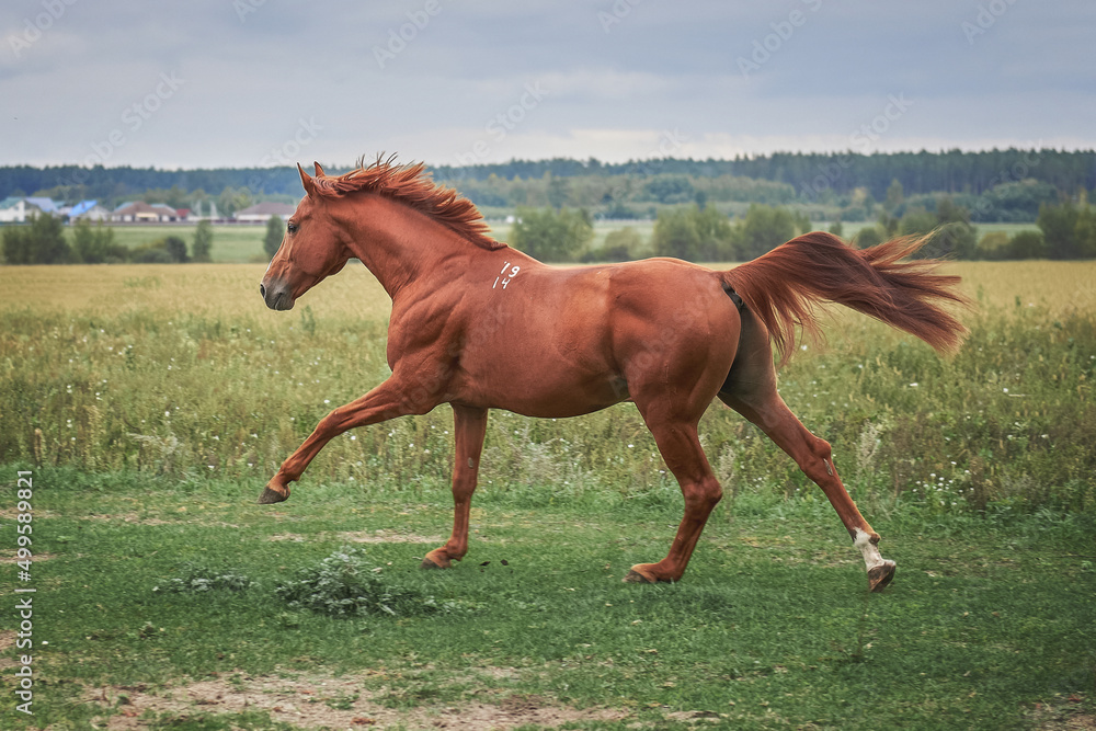 A beautiful red stallion runs across the field with a graceful gallop A beautiful red stallion runs across the field with a graceful gallop
