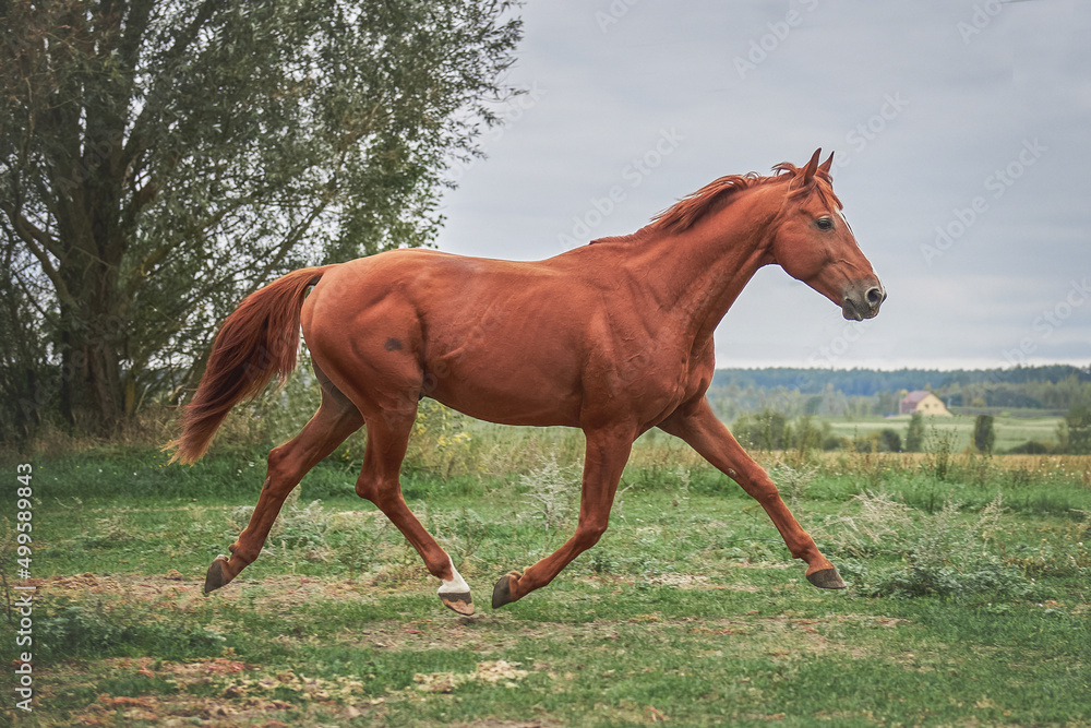 Fototapeta premium A beautiful red stallion runs across the field with a graceful gallop
