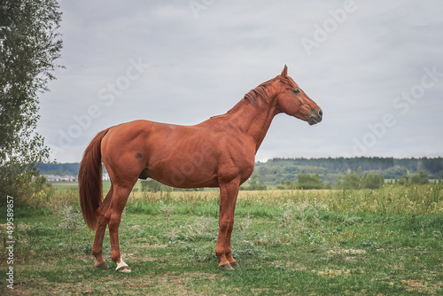Portrait of a horse in a field at large