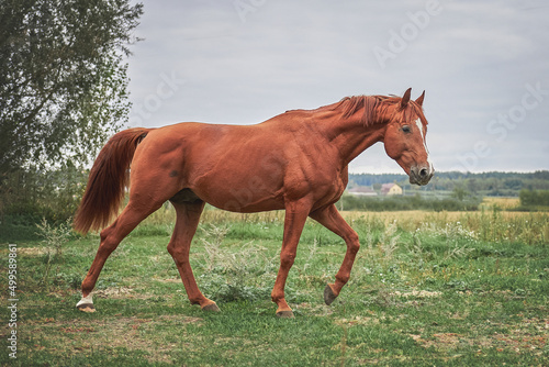 Beautiful red stallion runs across the field