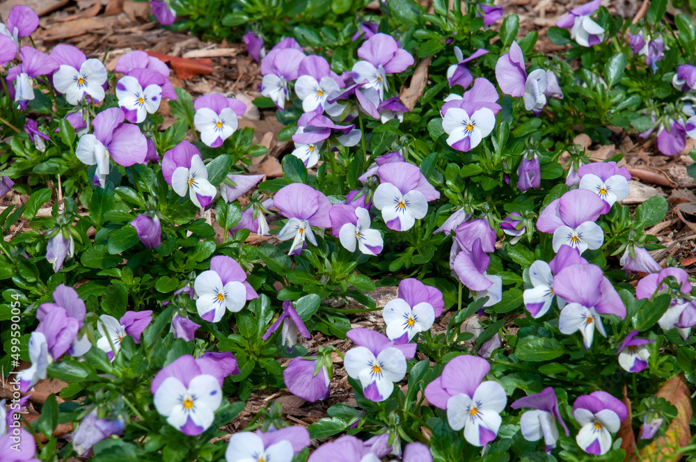 Naklejka premium Sydney Australia, flowerbed of white and mauve pansies