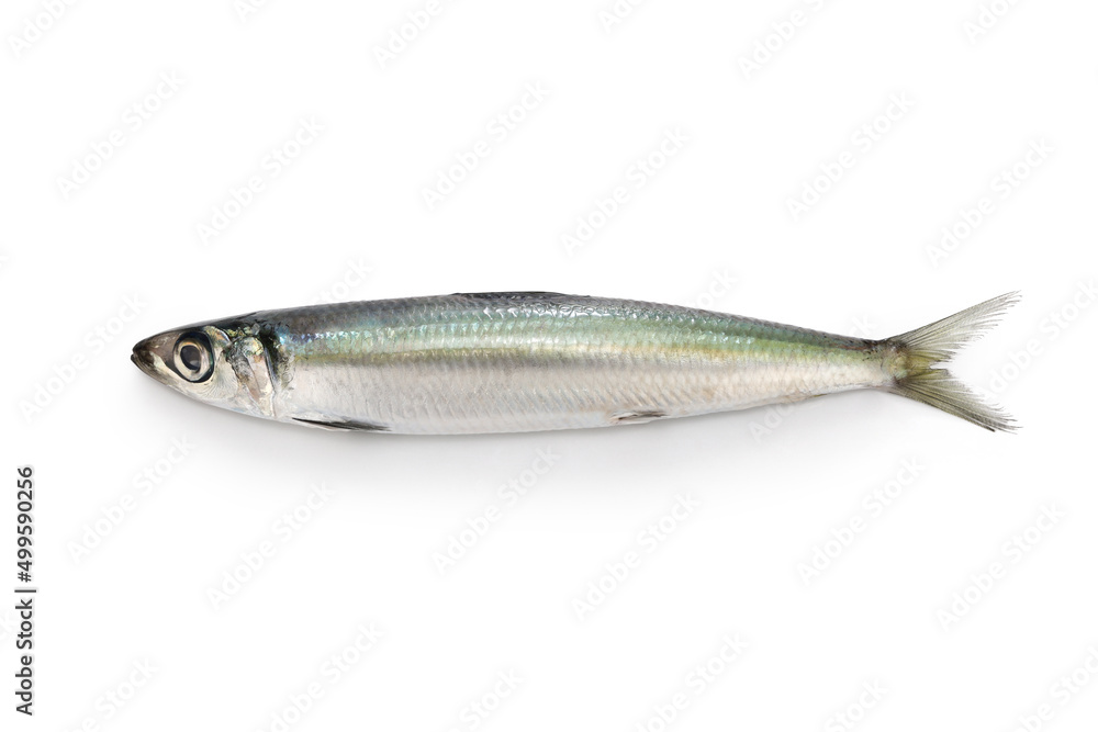 Japanese round herring isolated on white background Japanese round herring isolated on white background
