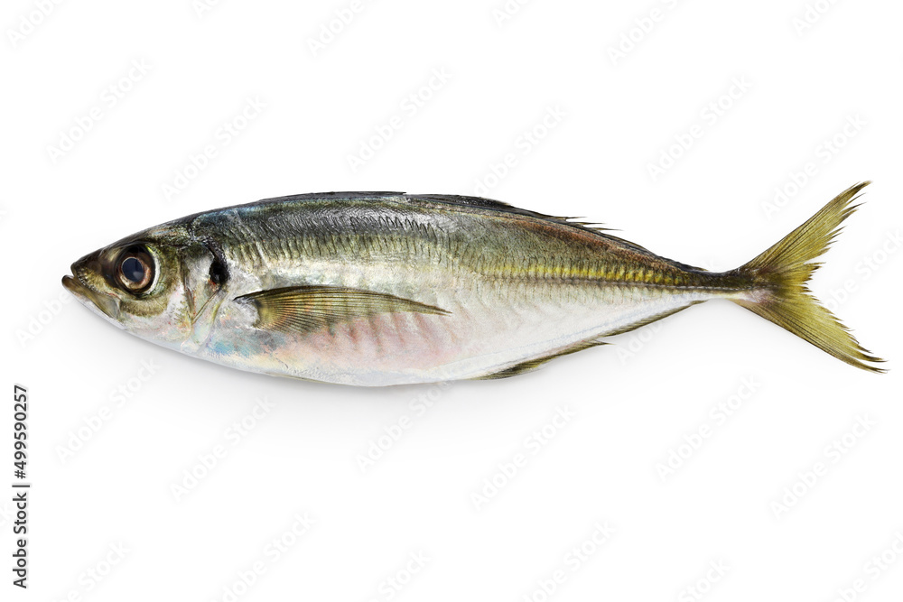 Japanese horse mackerel isolated on white background Japanese horse mackerel isolated on white background
