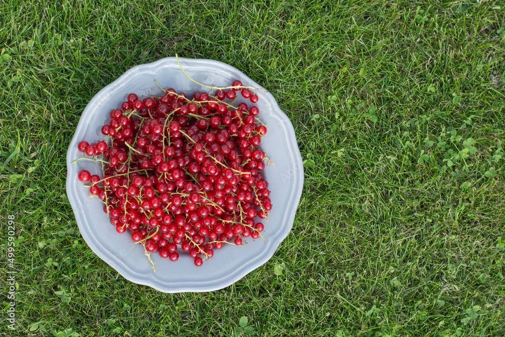 Homegrown organic red currant in plate on grass. View from above. Copy space. Eco concept. Homegrown organic red currant in plate on grass. View from above. Copy space. Eco concept.