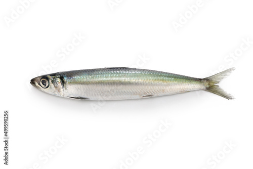 Japanese round herring isolated on white background
