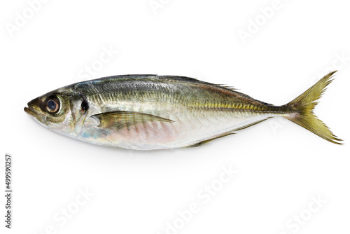 Japanese  horse mackerel isolated on white background