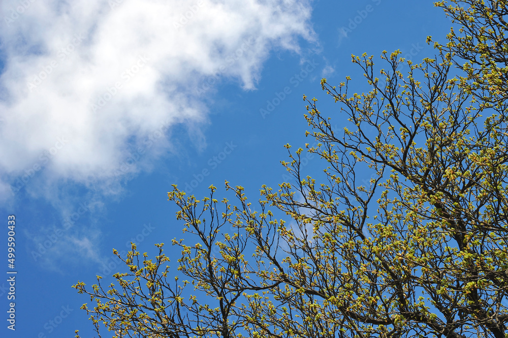 Spring chestnut tree branches at the beginning of flowering on a blue sky with white cloud background. Season of nature awakening. Trees in springtime photos. Free copy space
Spring chestnut tree branches at the beginning of flowering on a blue sky with white cloud background. Season of nature awakening. Trees in springtime photos. Free copy space