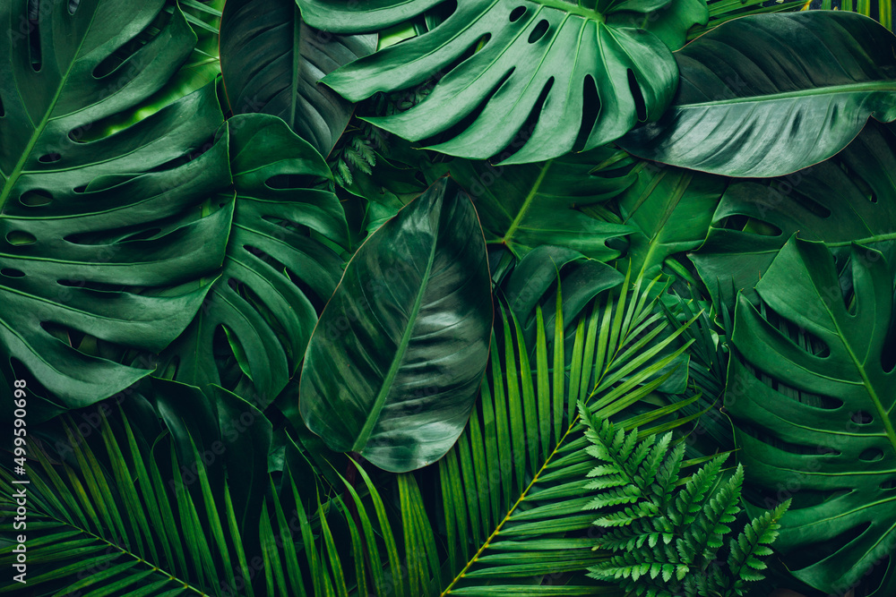 closeup nature view of green leaf and palms background. Flat lay, dark nature concept, tropical leaf - obrazy, fototapety, plakaty 